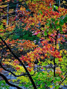 Preview wallpaper autumn, trees, landscape, beautifully