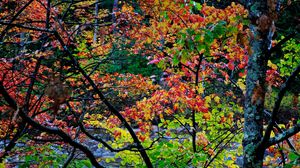 Preview wallpaper autumn, trees, landscape, beautifully