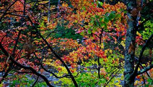 Preview wallpaper autumn, trees, landscape, beautifully