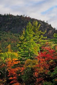 Preview wallpaper autumn, trees, landscape, sky