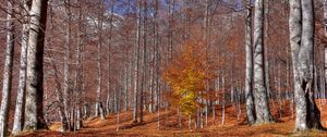 Preview wallpaper autumn, trees, leaf fall, october, trunks, indian summer