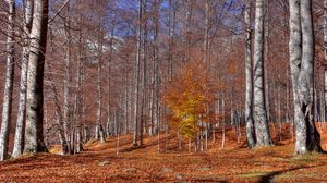 Preview wallpaper autumn, trees, leaf fall, october, trunks, indian summer