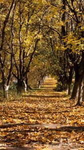 Preview wallpaper autumn, trees, leaf fall, october, trunks, withering, ranks, track
