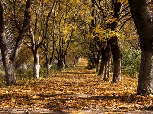 Preview wallpaper autumn, trees, leaf fall, october, trunks, withering, ranks, track