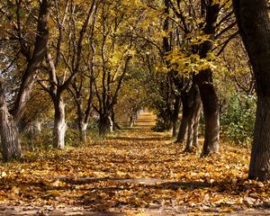 Preview wallpaper autumn, trees, leaf fall, october, trunks, withering, ranks, track