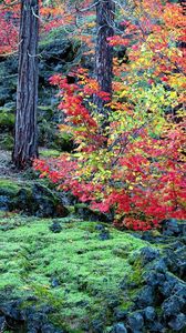 Preview wallpaper autumn, trees, leaves, moss, stones