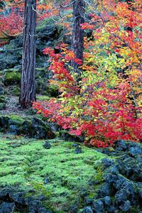 Preview wallpaper autumn, trees, leaves, moss, stones