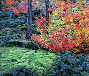 Preview wallpaper autumn, trees, leaves, moss, stones