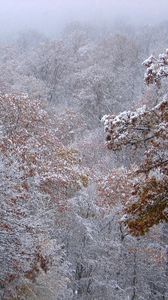 Preview wallpaper autumn, trees, leaves, snow