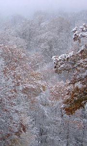 Preview wallpaper autumn, trees, leaves, snow