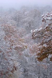 Preview wallpaper autumn, trees, leaves, snow