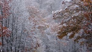 Preview wallpaper autumn, trees, leaves, snow