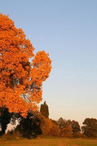 Preview wallpaper autumn, trees, leaves, yellow, field, sky