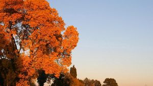 Preview wallpaper autumn, trees, leaves, yellow, field, sky