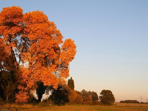 Preview wallpaper autumn, trees, leaves, yellow, field, sky