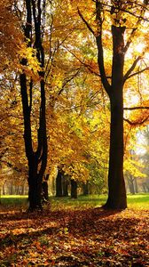 Preview wallpaper autumn, trees, light
