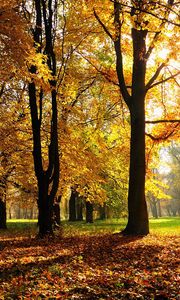 Preview wallpaper autumn, trees, light