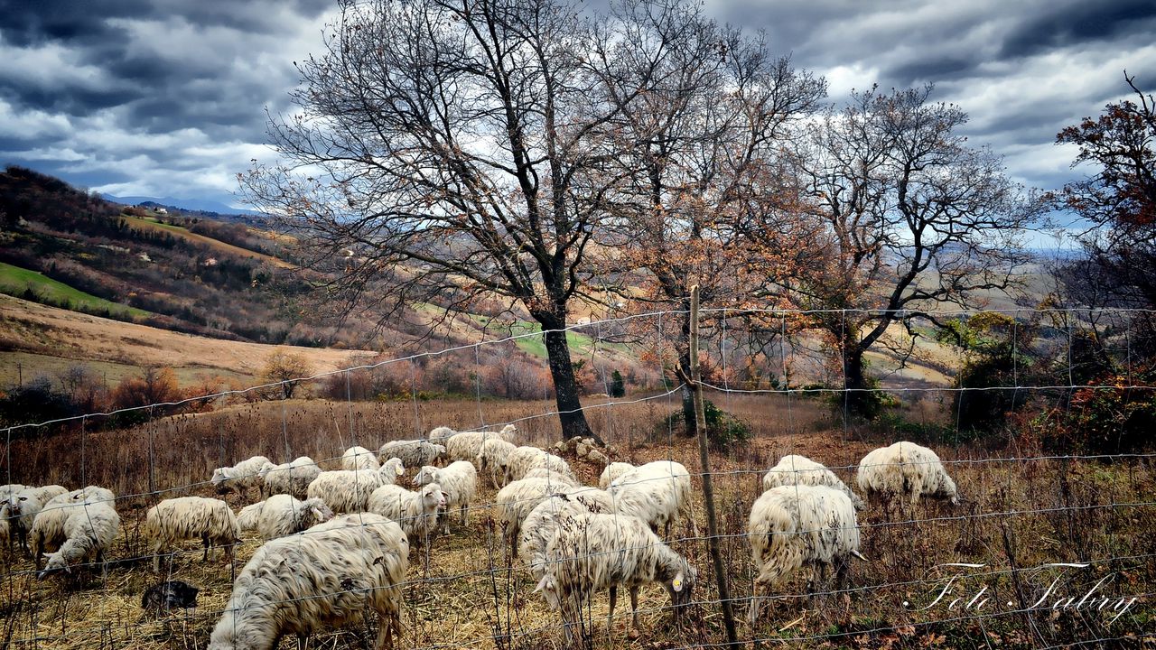 Wallpaper autumn, trees, pasture, sheep, herd