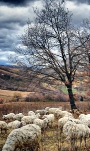 Preview wallpaper autumn, trees, pasture, sheep, herd