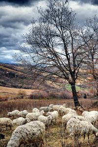 Preview wallpaper autumn, trees, pasture, sheep, herd