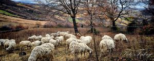Preview wallpaper autumn, trees, pasture, sheep, herd