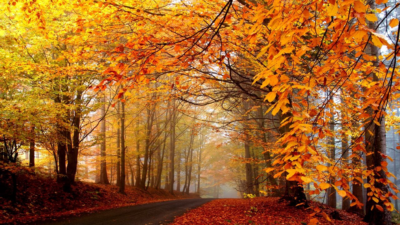 Wallpaper autumn, trees, road, fog, haze, asphalt, leaves, yellow, brightly