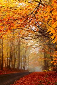 Preview wallpaper autumn, trees, road, fog, haze, asphalt, leaves, yellow, brightly