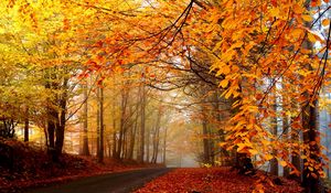 Preview wallpaper autumn, trees, road, fog, haze, asphalt, leaves, yellow, brightly