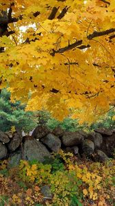 Preview wallpaper autumn, trees, stones, maple