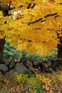 Preview wallpaper autumn, trees, stones, maple