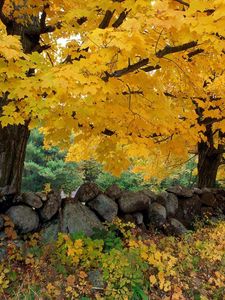 Preview wallpaper autumn, trees, stones, maple