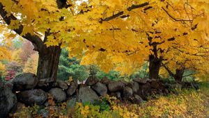 Preview wallpaper autumn, trees, stones, maple