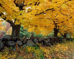 Preview wallpaper autumn, trees, stones, maple
