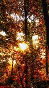 Preview wallpaper autumn, trees, sun, forest