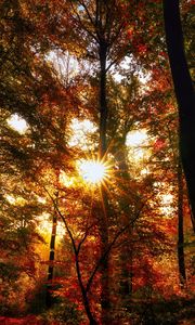 Preview wallpaper autumn, trees, sun, forest