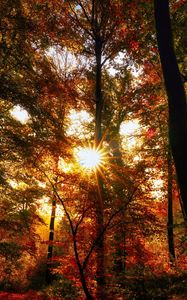 Preview wallpaper autumn, trees, sun, forest