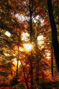 Preview wallpaper autumn, trees, sun, forest