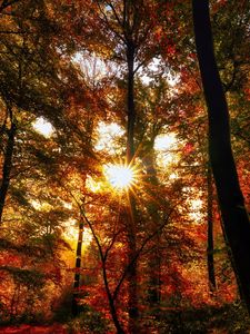 Preview wallpaper autumn, trees, sun, forest