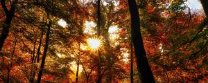 Preview wallpaper autumn, trees, sun, forest