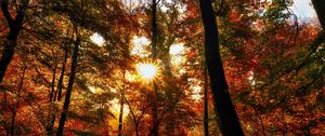 Preview wallpaper autumn, trees, sun, forest