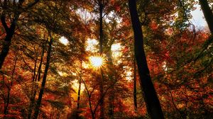 Preview wallpaper autumn, trees, sun, forest