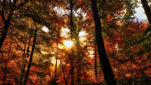 Preview wallpaper autumn, trees, sun, forest