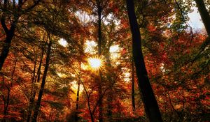 Preview wallpaper autumn, trees, sun, forest