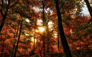 Preview wallpaper autumn, trees, sun, forest