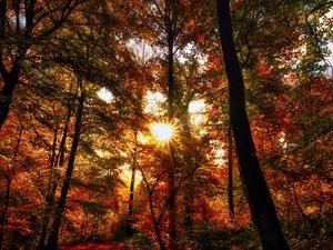 Preview wallpaper autumn, trees, sun, forest