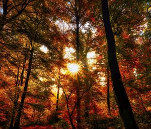 Preview wallpaper autumn, trees, sun, forest