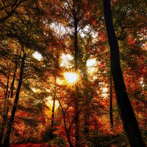 Preview wallpaper autumn, trees, sun, forest