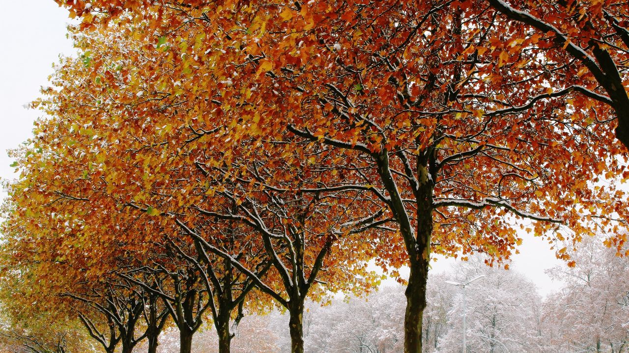 Wallpaper autumn, trees, winter, leaves