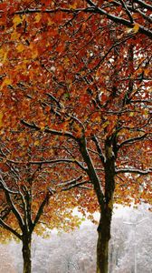 Preview wallpaper autumn, trees, winter, leaves