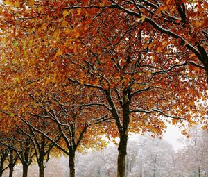 Preview wallpaper autumn, trees, winter, leaves